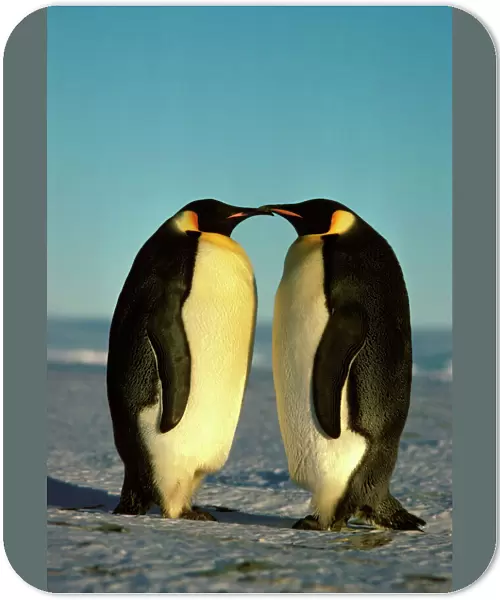Emperor Penguin - pair facing each other Antarctica GRB03733