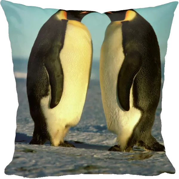 Emperor Penguin - pair facing each other Antarctica GRB03733