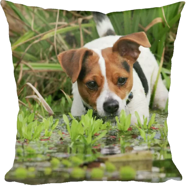 Dog - Jack Russell terrier in pond front view Bedfordshire UK