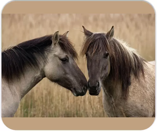 Konik Ponies - Two together -Norfolk Broads National Park-Norfolk-England- Breed originated in ancient lowland farm areas in Poland- Konik means small horse in Polish-Direct descendant of the wild European forest horse or Tarpan that once roamed