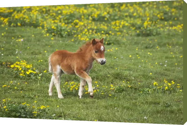 Shetland Pony - Foal Shetland Mainland, UK MA001359