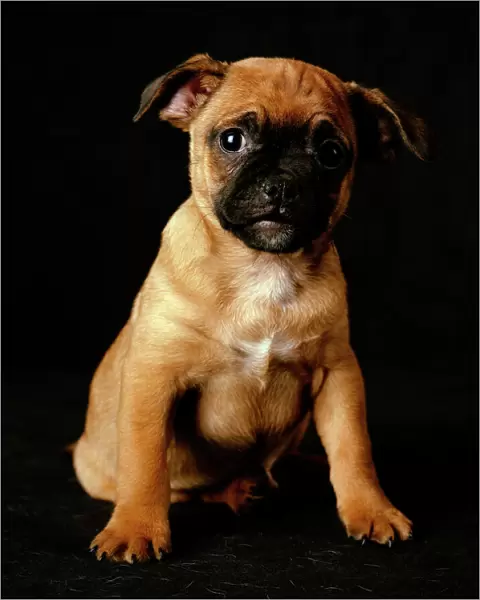 Puggle Dog - a crossbreed between a Beagle & a Pug, puppy