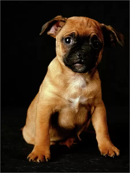 Puggle Dog - a crossbreed between a Beagle & a Pug, puppy
