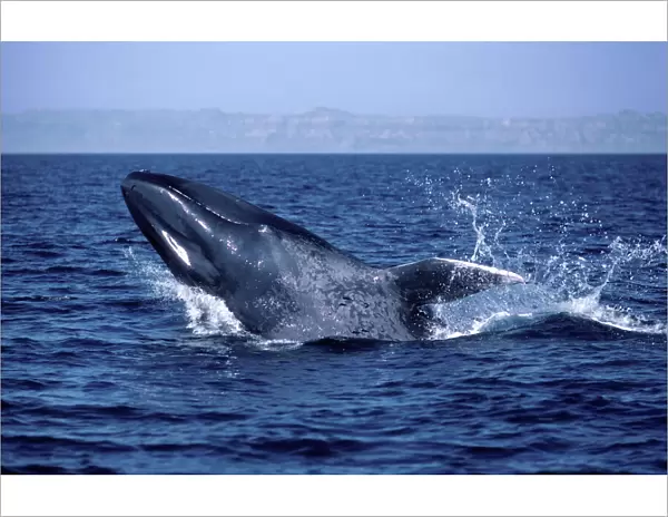 Blue whale - Calf, breaching Gulf of California (Sea of Cortez), Mexico AM 262