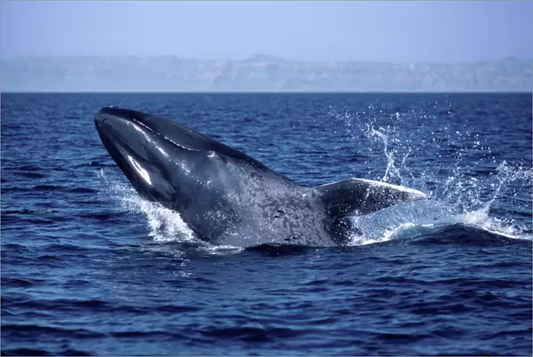 Blue whale - Calf, breaching Gulf of California (Sea of Cortez), Mexico AM 262