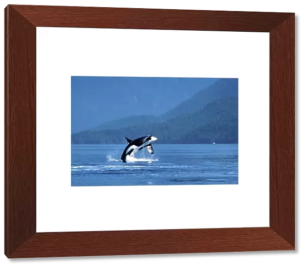 Killer whale  /  Orca - male, breaching Photographed in Johnstone Strait, British Columbia, Canada AM 846