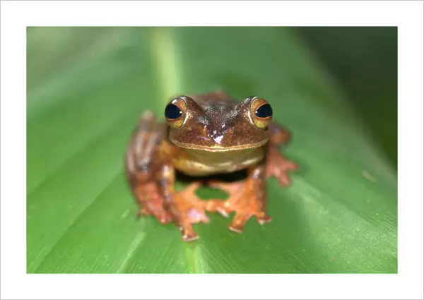 Harlequin Tree Frog Borneo