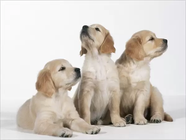 Golden Retriever Dog 3 puppies 8 weeks, sniffing the air