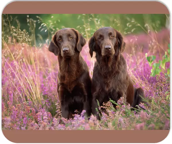 Liver Flat-coated Retriever Dogs