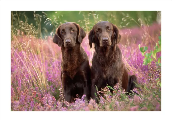 Liver Flat-coated Retriever Dogs