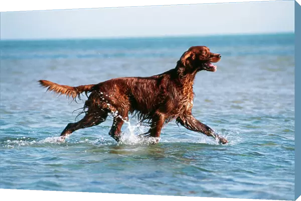 Irish Setter Dog In the Sea