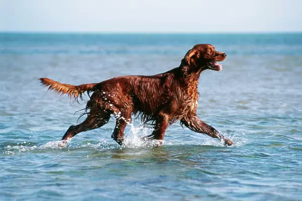 Irish Setter Dog In the Sea