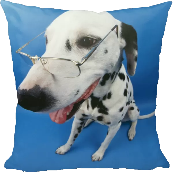 Dalmatian Dog With glasses. Fish eye lense