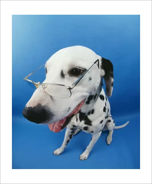 Dalmatian Dog With glasses. Fish eye lense