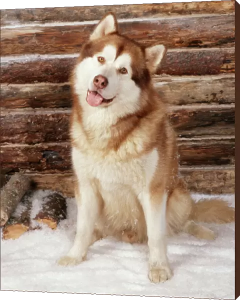 Alsakan Malamuta Dog Outside log cabin