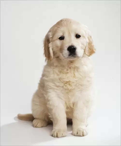 Golden Retriever Dog Puppy, 8 weeks