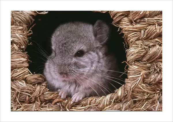 Chinchilla - Baby appearing from nesting box