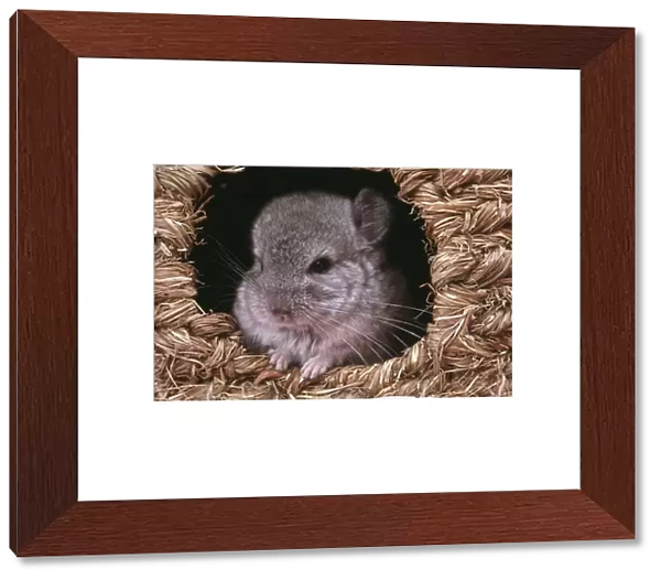 Chinchilla - Baby appearing from nesting box