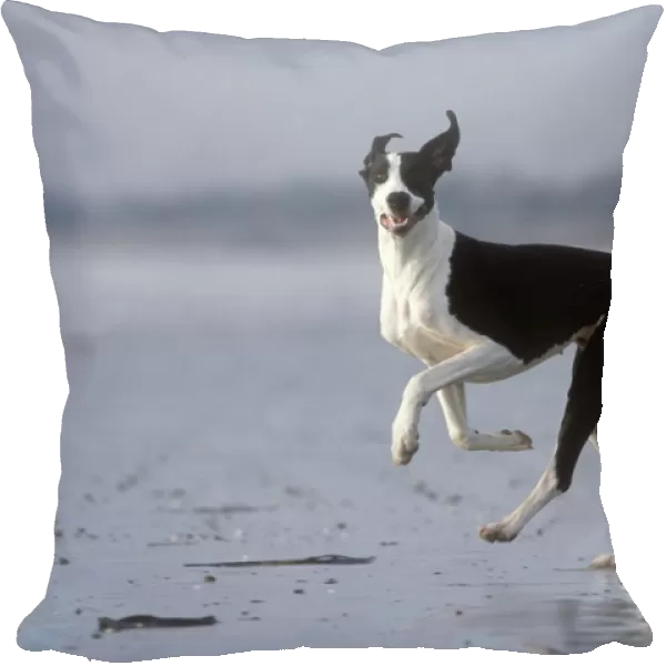 Boston Great Dane Dog Running on beach