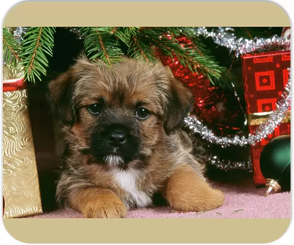 Border Terrier Dog - puppy under Christmas tree
