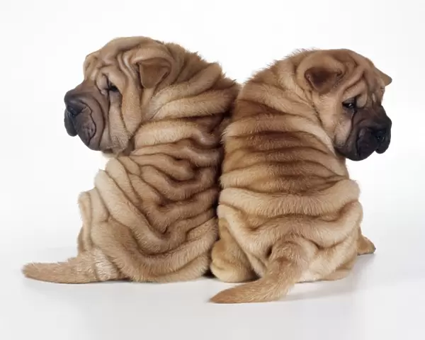 Shar Pei Dog 2 puppies