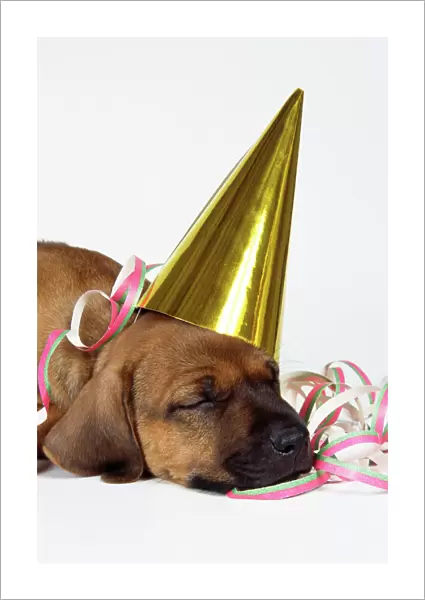 Rhodesian Ridgeback Dog - puppy asleep wearing party hat & streamer