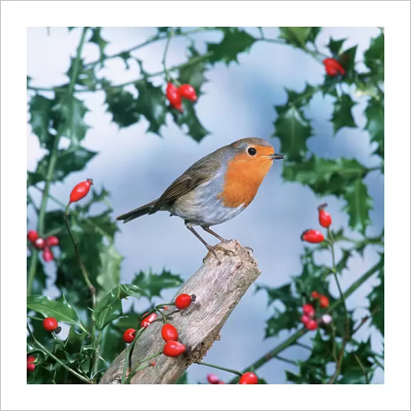 Robin - with Holly & Rosehips