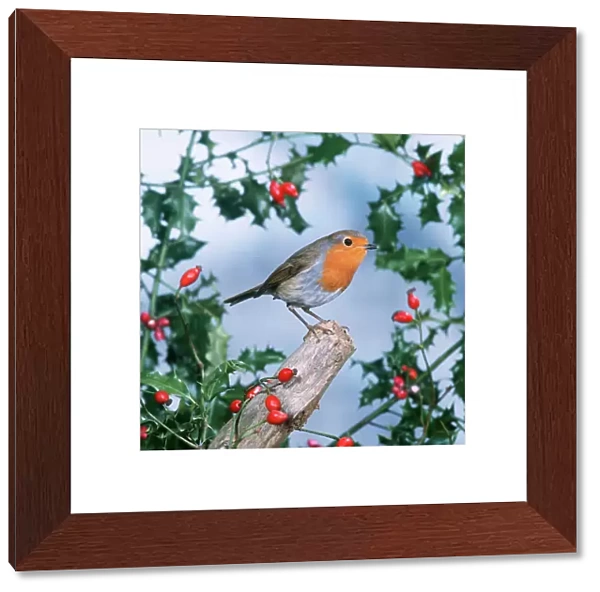 Robin - with Holly & Rosehips