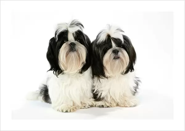 Dog - Black and White Shih Tzu puppies