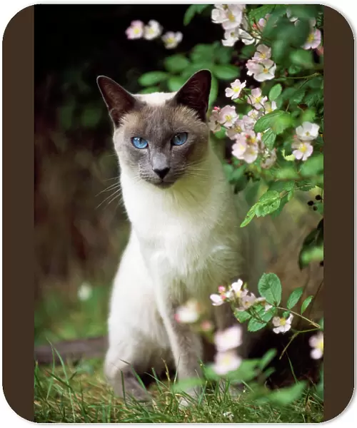 Siamese Blue Point Cat - sitting in garden