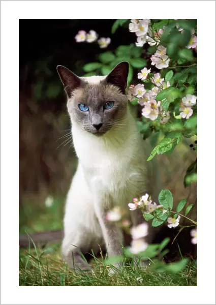 Siamese Blue Point Cat - sitting in garden
