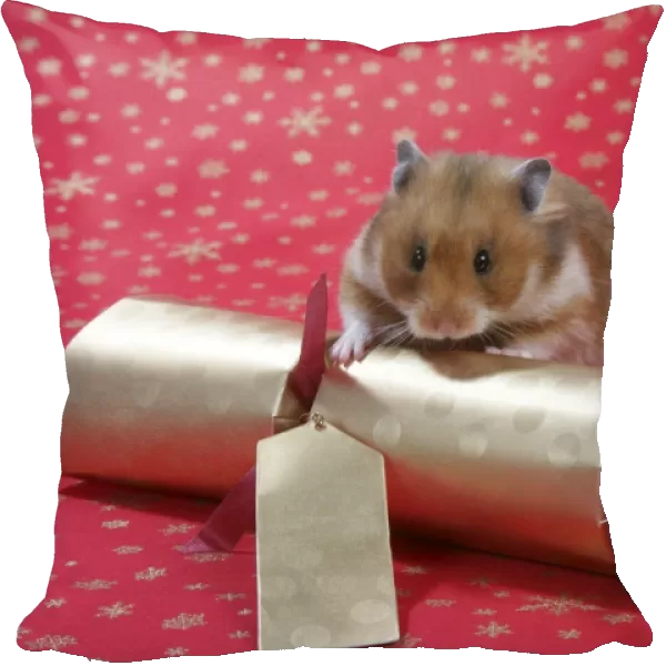 Syrian Hamster with Christmas cracker
