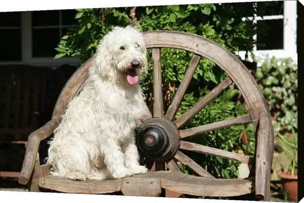 Cream labradoodle sitting on wooden chair