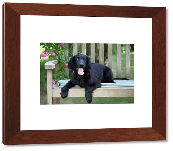 Flat-coated Retriever puppy lying on bench - 6 months