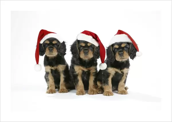 Dog - Cavalier King Charles Spaniel puppies 6 / 7 weeks old. Wearing Christmas hats