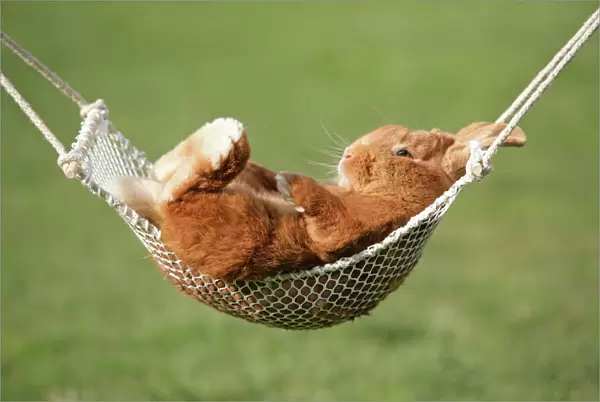 Rabbit lying down in a hammock