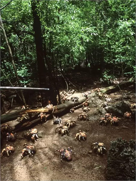 Robber Crabs  /  Coconut Crabs Christmas Island, Indian Ocean (Australia)