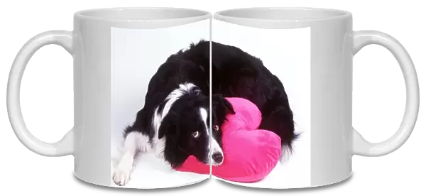 DOG - Border Collie looking sad with head on heart cushion
