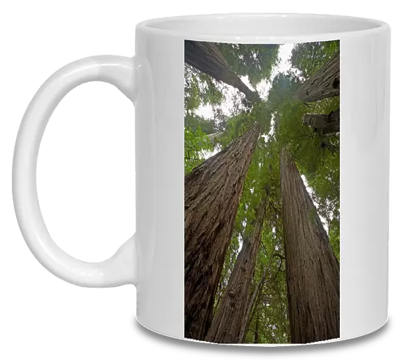 Coastal Redwood forest - Stout Grove Redwood National Park California, USA LA000792