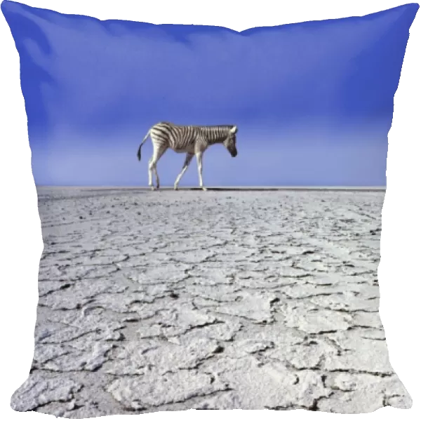 ZEBRA - in drought landscape