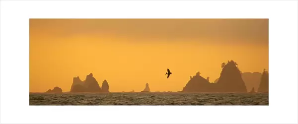 Brown pelican diving at Sunset with Sea Stacks Rialto Beach, Olympic National Park, Washington State, USA LA001540