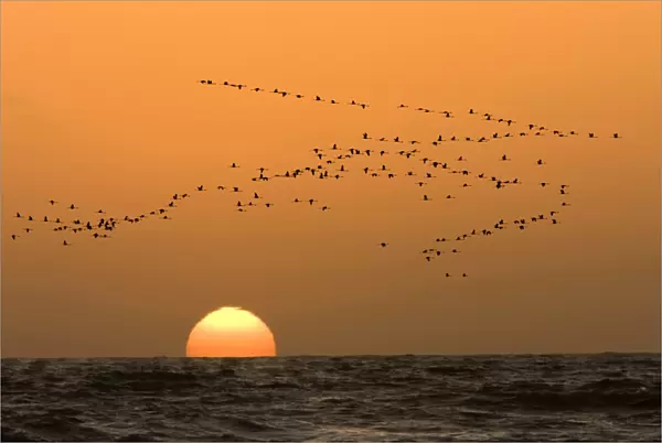 Flamingo Flock In flight at sunset over the Atlantic Namibian Coast near Swakopmund, Namibia, Africa
