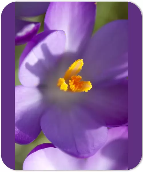 Crocus - Macro photograph of flower