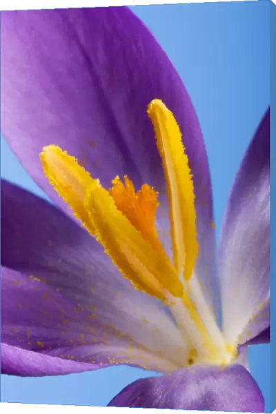 Crocus flower
