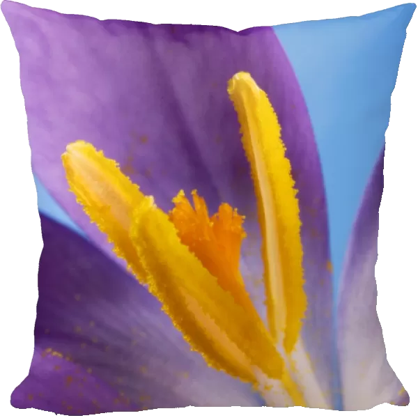 Crocus flower