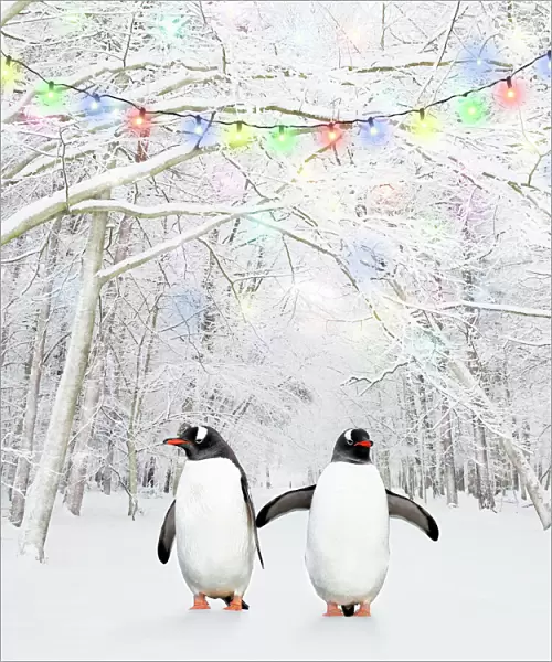 Gentoo Penguin - in winter woodland with snow and Christmas lights Digital Manipulation: Penguins (COS) - cleaned penguins - added lights - frost to trees