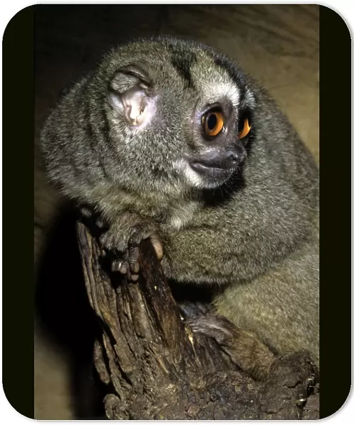Northern Night Monkey  /  Douroucouli  /  Owl Monkey - nocturnal - Brazil