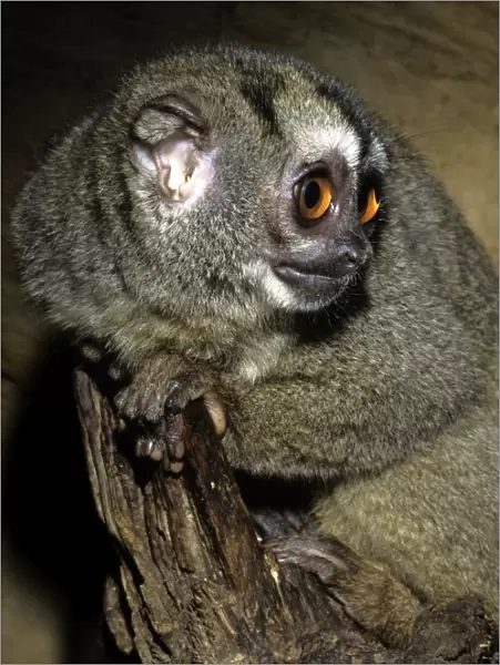 Northern Night Monkey  /  Douroucouli  /  Owl Monkey - nocturnal - Brazil