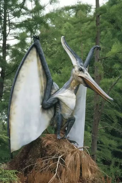 Pteranodon Dinosaur Reconstruction - flying reptile, diet fish, weight 35lb, wingspan 23-25 foot. Late Cretaceous period. North Western USA