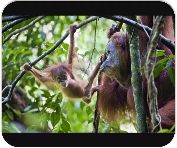Sumatran Orangutan - Playful 9 month old baby in tree with mother - North Sumatra - Indonesia - *Critically Endangered
